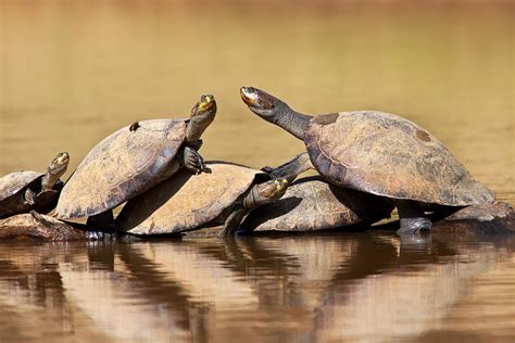 Yellow Spotted Amazon River Turtles On Log Photograph By Aivar Mikko