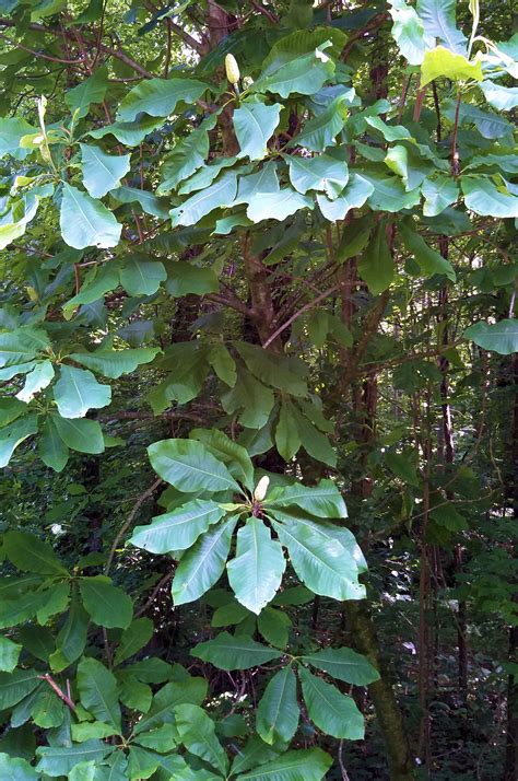 Cucumber Magnolia Tree Pictures Sinewy Weblogs Photographs
