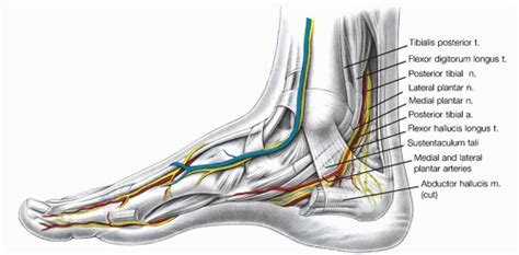 Ankle Nerve Anatomy