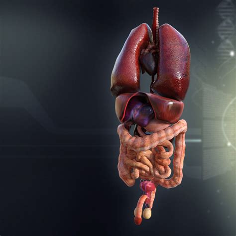 Human Male Internal Organs 3d Model Max Obj 3ds Fbx Lwo Lw Lws Ma Mb