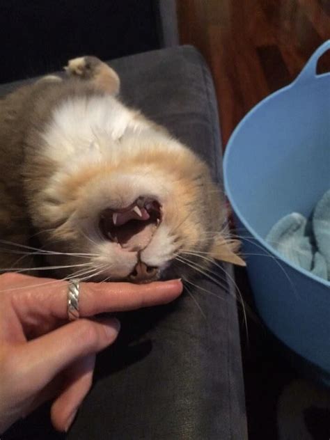 Rub The Nose And You Get The Teefies Meow Moe Cats And Kittens