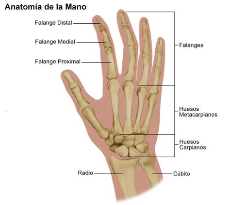 Anatomy Of The Hand Stanford Medicine Childrens Health