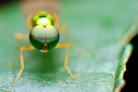 Free Images Nature Leaf Fly Green Insect Yellow Fauna