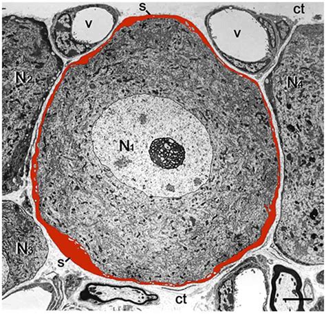 Glial Cells Under Microscope Micropedia