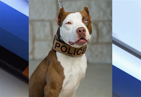 Police Department Hopes Pit Bull K9 Officer Will Change Perceptions Of