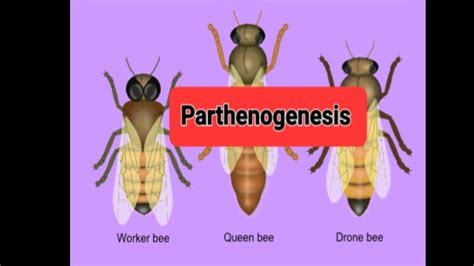 Parthenogenesis Parthenogenesis In Honey Beesreproduction Without