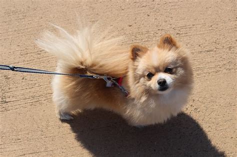 Important aspects of mini pomeranian care at home don't forget that there is also the option of teacup pomeranian adoption where possible. Pomeranian News, Stories, Pictures & Products ...