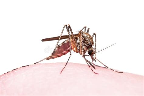 Mosquito Bite Isolated On White Stock Image Image Of Animal Carrier