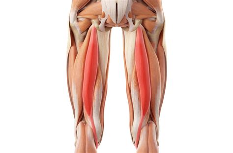 Things You Should Know About Complete Hamstring Muscle Tear Treatment