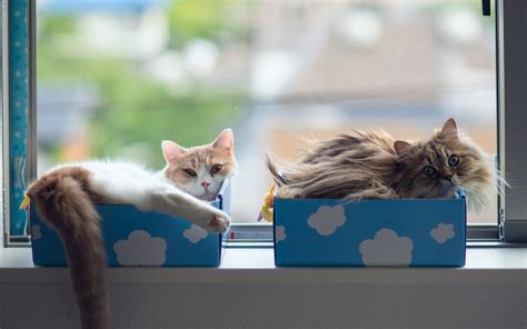 Pink emoji wallpaper, monster, face, funny, cute, fluffy, studio shot. cats couple - HD Desktop Wallpapers | 4k HD