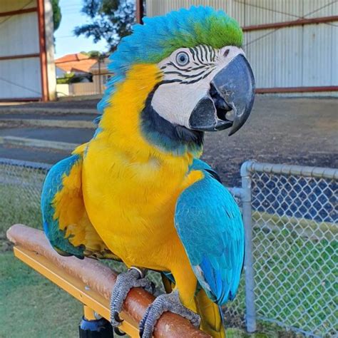 Macaw For Sale Macaw Parrot For Sale Baby Macaw For Sale