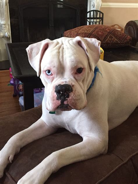 Busting 5 Common Myths About The White Boxer Dog Artofit