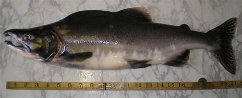 Watch Out For Pacific Pink Salmon In Scotland Fisheries Management