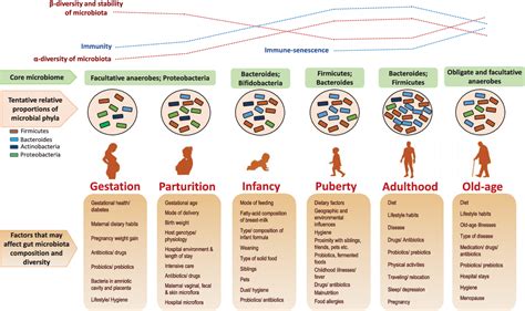 Figure 2 From Gut Microbiome And Aging Physiological And Mechanistic