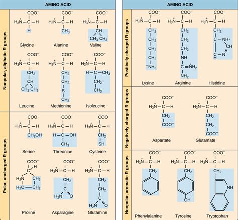 Amino Acids Biology For Majors I