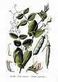 Pea Pisum_sativum Retro Illustration, Plant Illustration, Illustrations ...