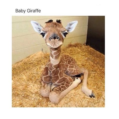 Baby Giraffe Funny