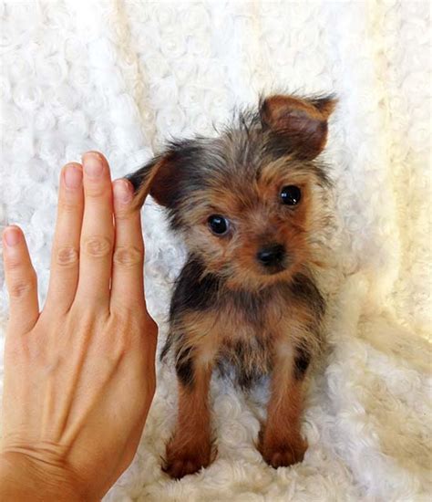 Extreme Micro Teacup Yorkie Puppy For Sale Los Angeles Breeder