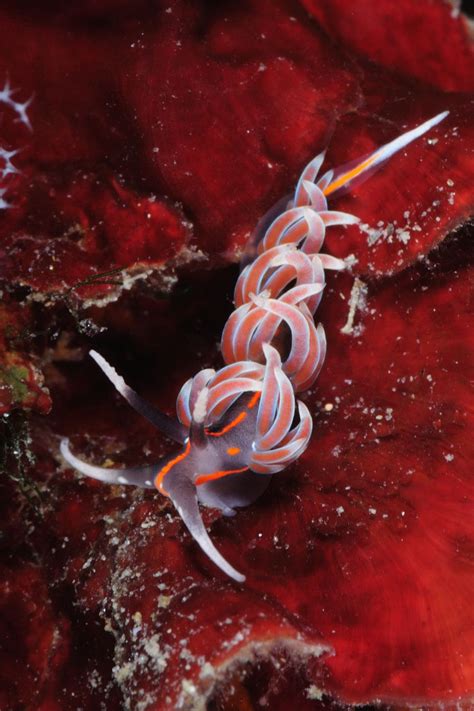 Stunning Photos Of Tropical Sea Creatures Will Make You Rethink How You