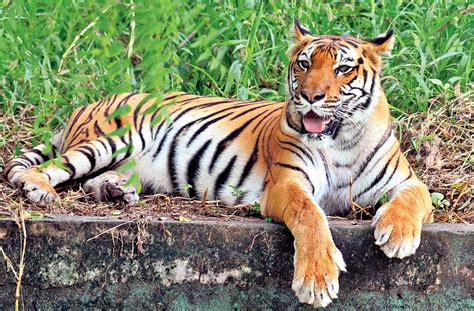 World Wide Fund For Nature Tiger Conservation Top Marks For India