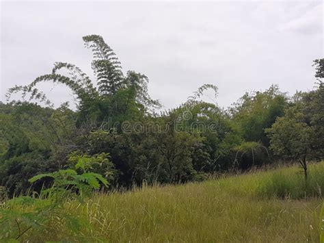 Tree Grass Woodland Stock Image Image Of Grass Jungle 241648595