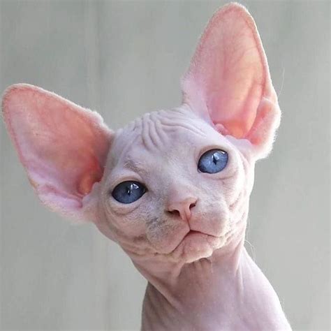 16 Sphynx Cat Pictures That Will Blow Your Mind Cat Pics Sphynx Cat