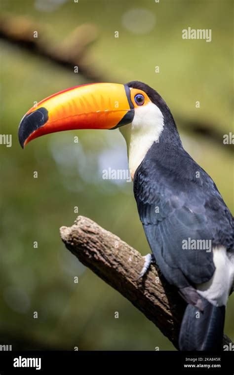 The Toco Toucan Ramphastos Tocois The Largest And Probably The Best