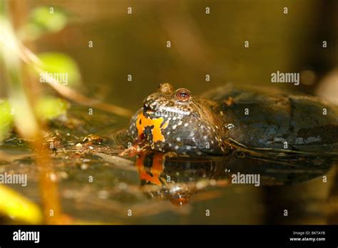 Male European Fire Bellied Toad In Its Breeding Habitat Stock Photo Alamy