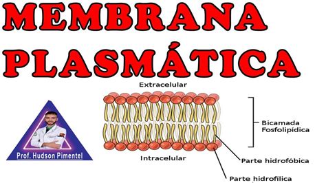 Aula 03 Citologia Membrana PlasmÁtica Youtube