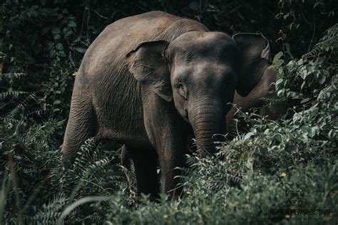 Incredible Close Up Of This Elephant In Borneo Borneo Rainforest Danum Valley Conservation