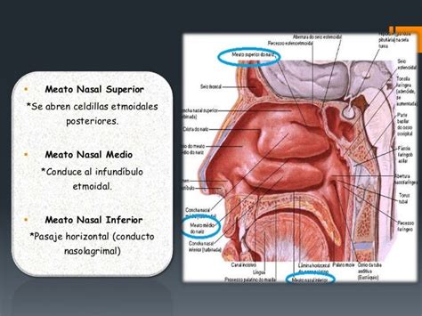 Exposición De Nariz Anatomía