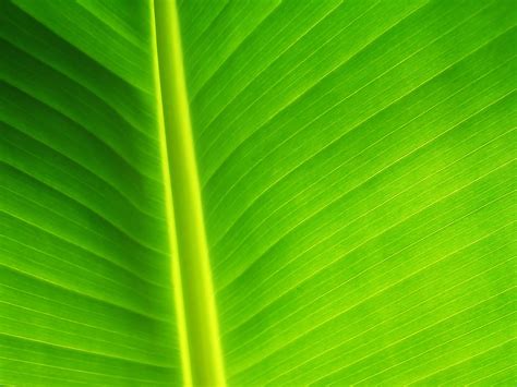 Free Download Green Wallpapers Hd Green Leaf Wallpaper Wallpapereorg