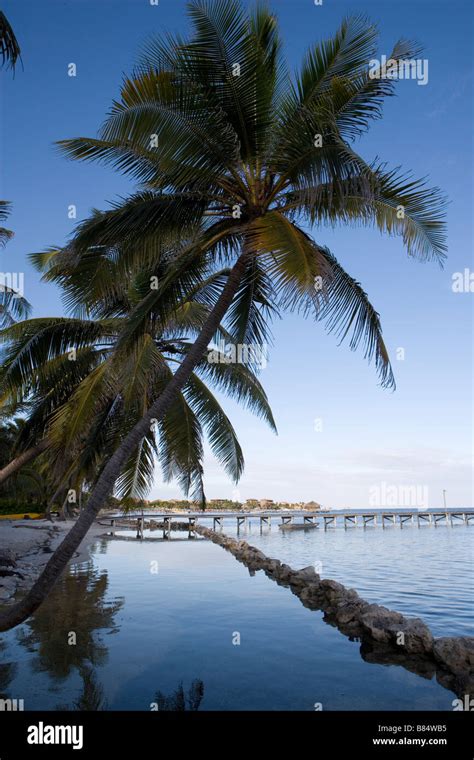 Rocks And Palm Trees At The Water Line At Sunrise On Ambergris Caye In