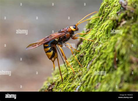 Giant Wood Wasp Giant Horntail Greater Horntail Urocerus Gigas