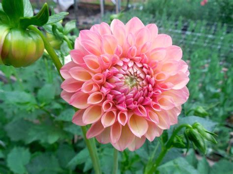 If you are planning a wedding chances are you have a pinterest board and what i don't care for is that the images give a misleading idea of what flowers are available during can sometimes be had in october, but color choices are limited. Dahlia: Available august through October. | August flowers ...