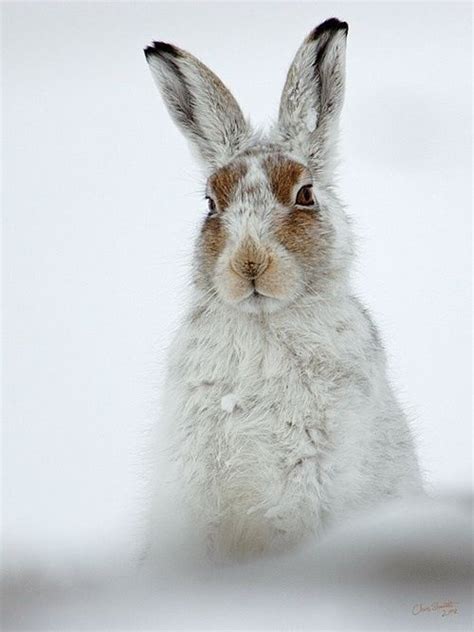 Snow Bunny Animals Animals Beautiful Baby Animals