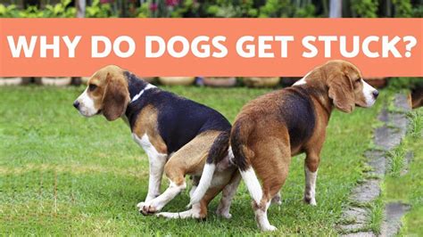 Why Dogs Get Stuck During Mating