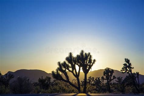 Landscape With Joshua Trees Stock Image Image Of Joshua California