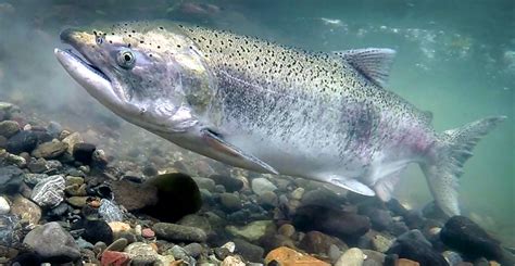 Another Sacramento River Salmon Rearing Project Underway Northern