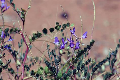 Purple Flowers In The Desert Photograph By Jodi Vetter Pixels