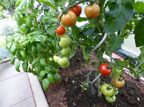 Tomaten Schmiddies Gartenblog Gemüse Pflanzen Tomaten Gewächshaus