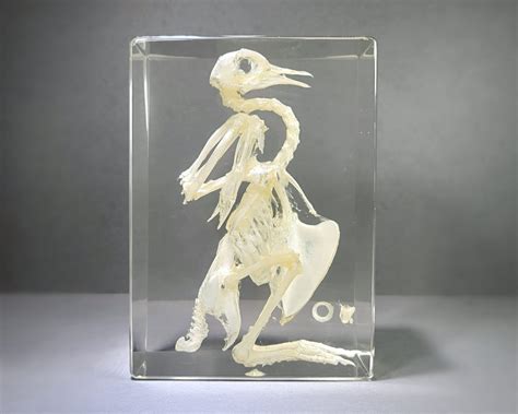 Large Bird Skeleton In Resin Columba Livia Insects In Resin