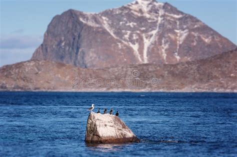 Scenery Winter Landscape In The Norway Wild Northern Nature Lofoten