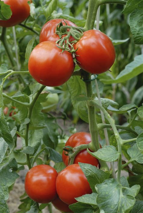 Tomato Plant Vegetable Garden For Beginners Tomato