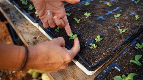 San Diego Seed Company Gardening And Farming