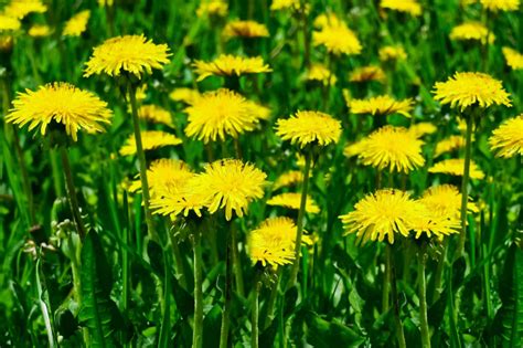 Dandelion Greens Plant Care Growing Guide