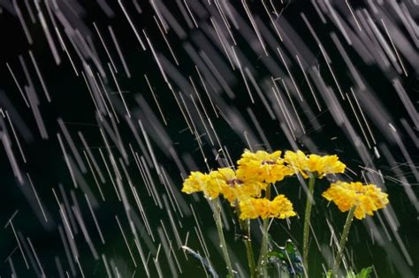 23 Amazing Rain Photography Top Dreamer