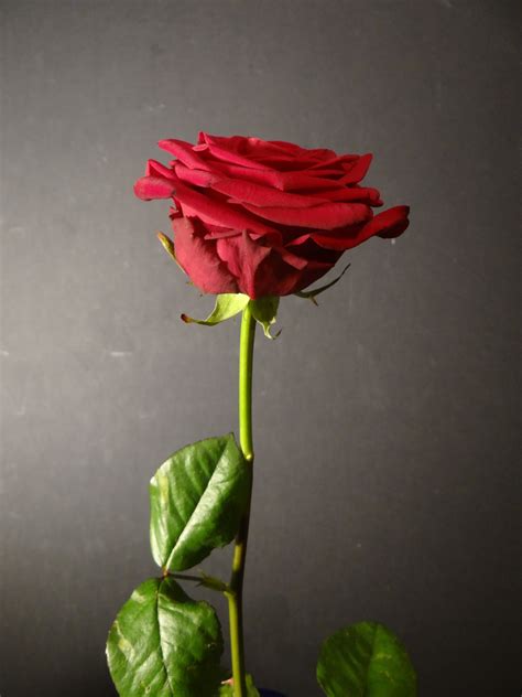 Gambar Menanam Daun Bunga Hijau Berwarna Merah Muda Flora Mawar