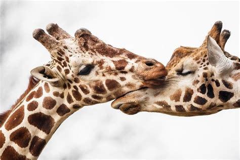 28 Pics Of Animals That Show Love Better Than Most Humans Can