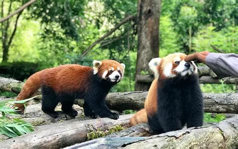 Introducir 85 Images Imagenes De Oso Panda Rojo Viaterramx